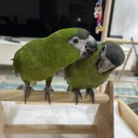 hahns macaws for sale