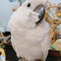 White cockatoo for sale