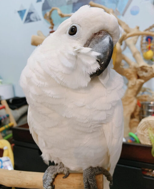 White cockatoo for sale