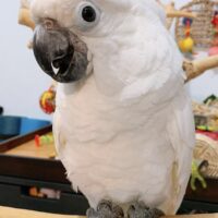 White cockatoo for sale