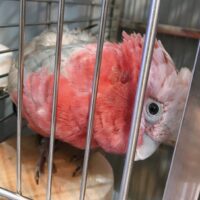 Rose Breasted Galah Cockatoo for Sale 