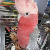 Rose Breasted Galah Cockatoo for Sale 