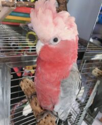 Rose Breasted Galah Cockatoo for Sale 