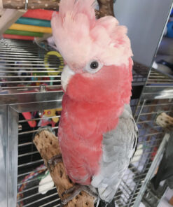 Rose Breasted Galah Cockatoo for Sale 
