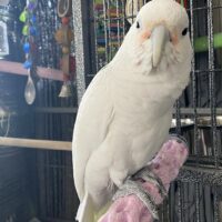 Goffin Cockatoo For Sale