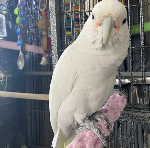 Goffin Cockatoo For Sale