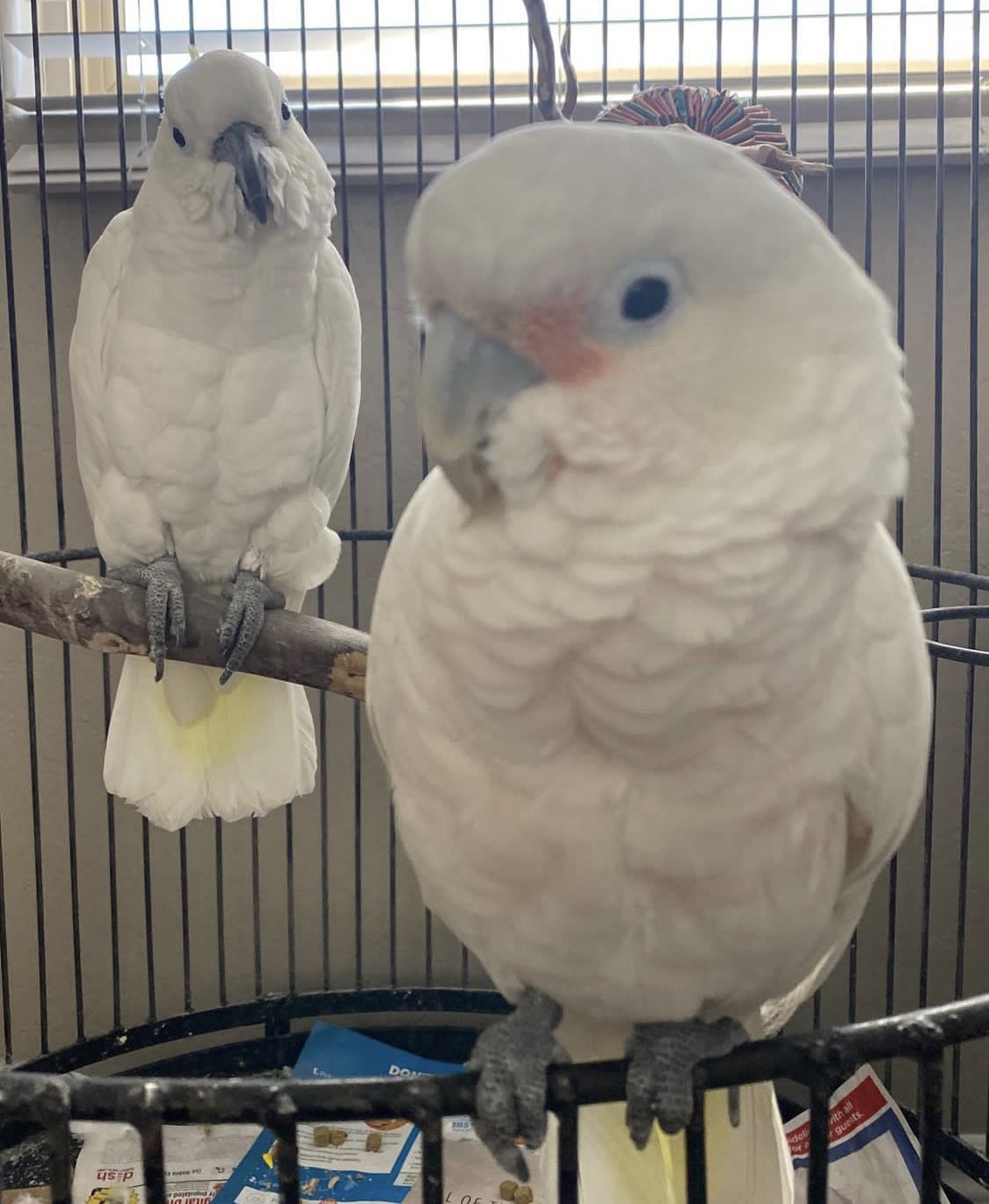 Goffin Cockatoo For Sale 