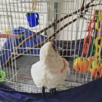 Bare Eyed Cockatoo For Sale