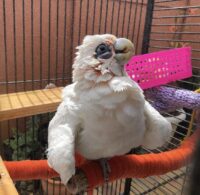 Bare Eyed Cockatoo For Sale