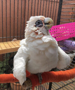 Bare Eyed Cockatoo For Sale