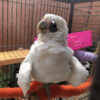 Bare Eyed Cockatoo For Sale