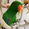 male eclectus parrot for sale
