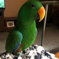 Buy Eclectus Parrot