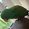 buy eclectus parrot