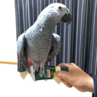 African Gray Parrot for Sale