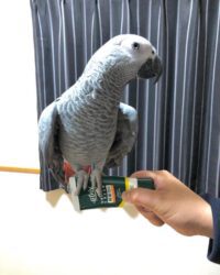 African Gray Parrot for Sale