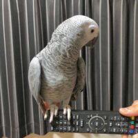 African Gray Parrot for Sale