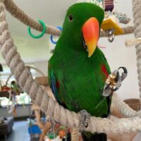 male eclectus parrot for sale