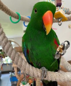male eclectus parrot for sale
