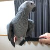African Gray Parrot for Sale