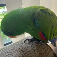 buy eclectus parrot