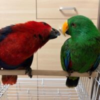 Breeding Pair Eclectus Parrots for Sale