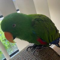 buy eclectus parrot