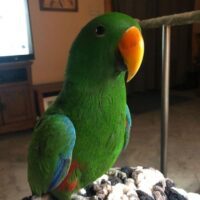 Buy Eclectus Parrot