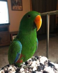 Buy Eclectus Parrot