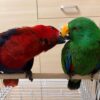 Breeding Pair Eclectus Parrots for Sale