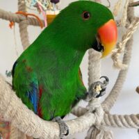 male eclectus parrot for sale