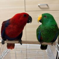 Breeding Pair Eclectus Parrots for Sale