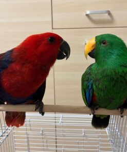 Breeding Pair Eclectus Parrots for Sale