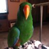 Buy Eclectus Parrot
