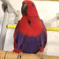 Female Eclectus Parrot for Sale