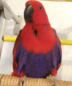 Female Eclectus Parrot for Sale