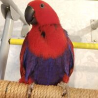 Female Eclectus Parrot for Sale