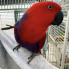 Solomon Eclectus Parrot for Sale