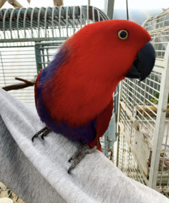 Solomon Eclectus Parrot for Sale
