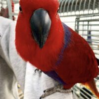 Solomon Eclectus Parrot for Sale