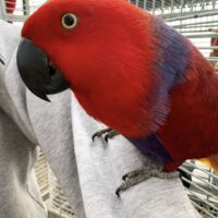 Solomon Eclectus Parrot for Sale