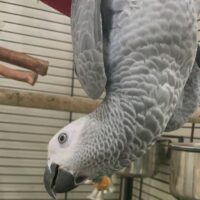 Healthy African Grey Bird for Sale