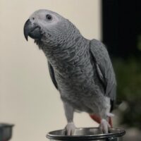 Healthy African Grey Bird for Sale