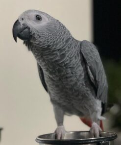 Healthy African Grey Bird for Sale