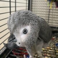 Healthy African Grey Bird for Sale