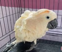 Sweet Moluccan Cockatoo for Sale