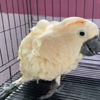 Sweet Moluccan Cockatoo for Sale