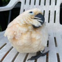 Sweet Moluccan Cockatoo for Sale