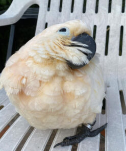 Sweet Moluccan Cockatoo for Sale