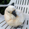 Sweet Moluccan Cockatoo for Sale